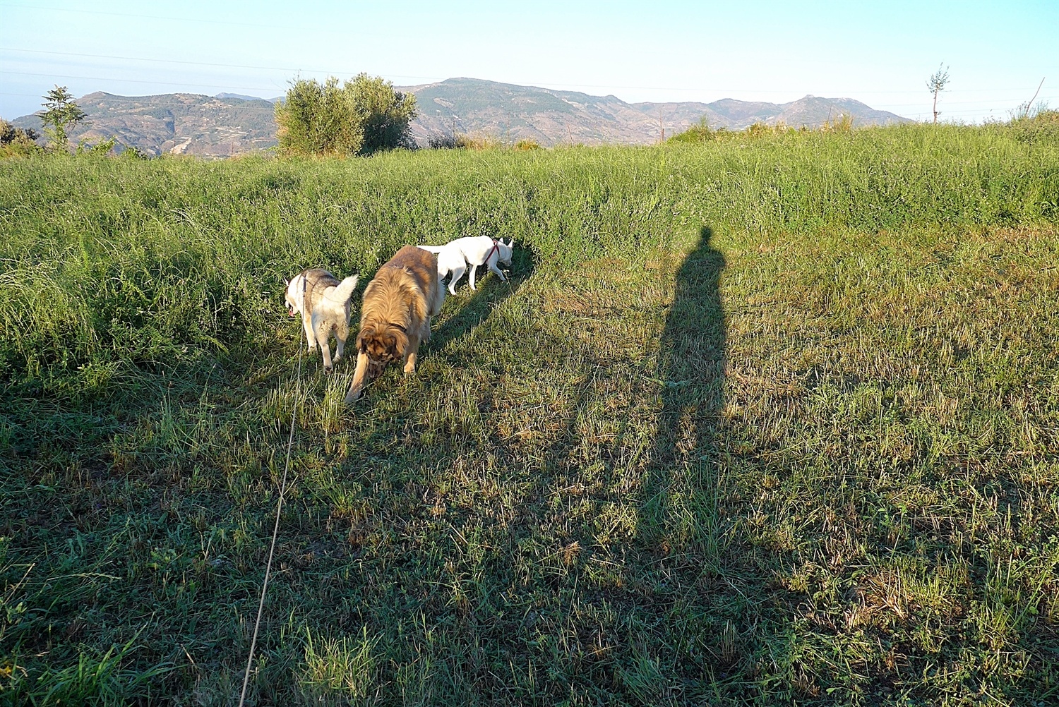 Something smelt good in this field. Giant shadow of hu'mum