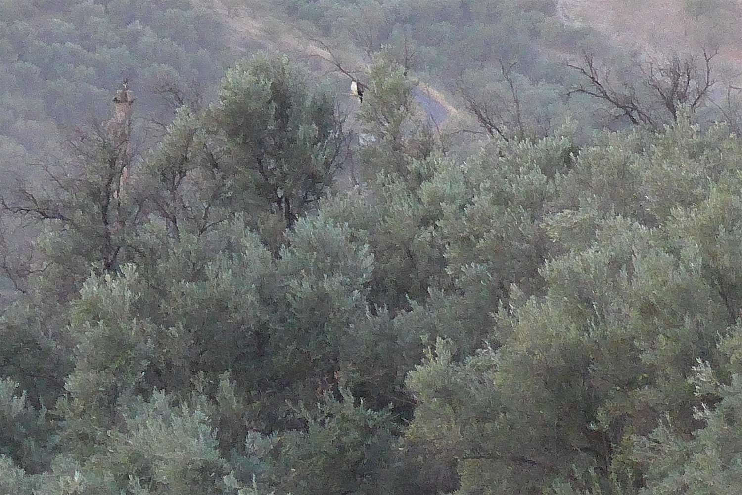 Mr Eagle was having chat to himself in the tree this morning, he had a lot to say
