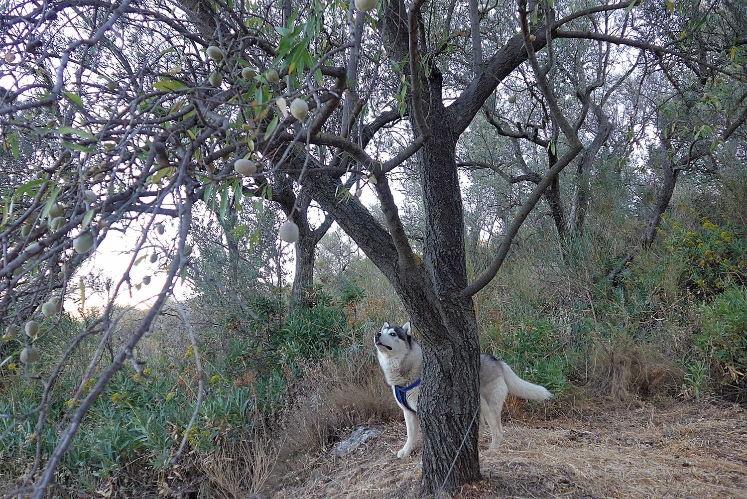 What is in the tree other than almonds?