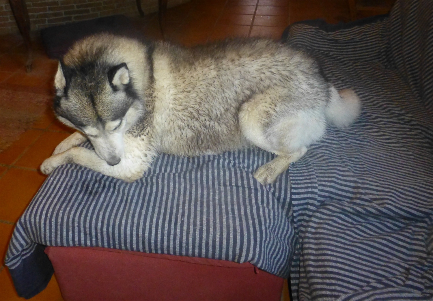 Happy and wet on the sofa