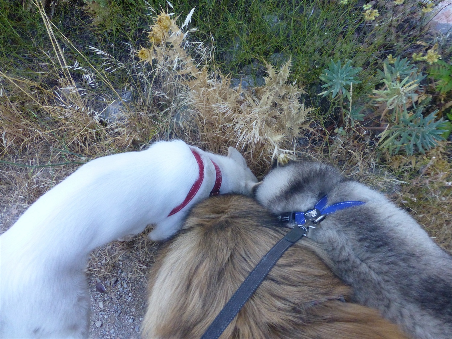 Group sniff