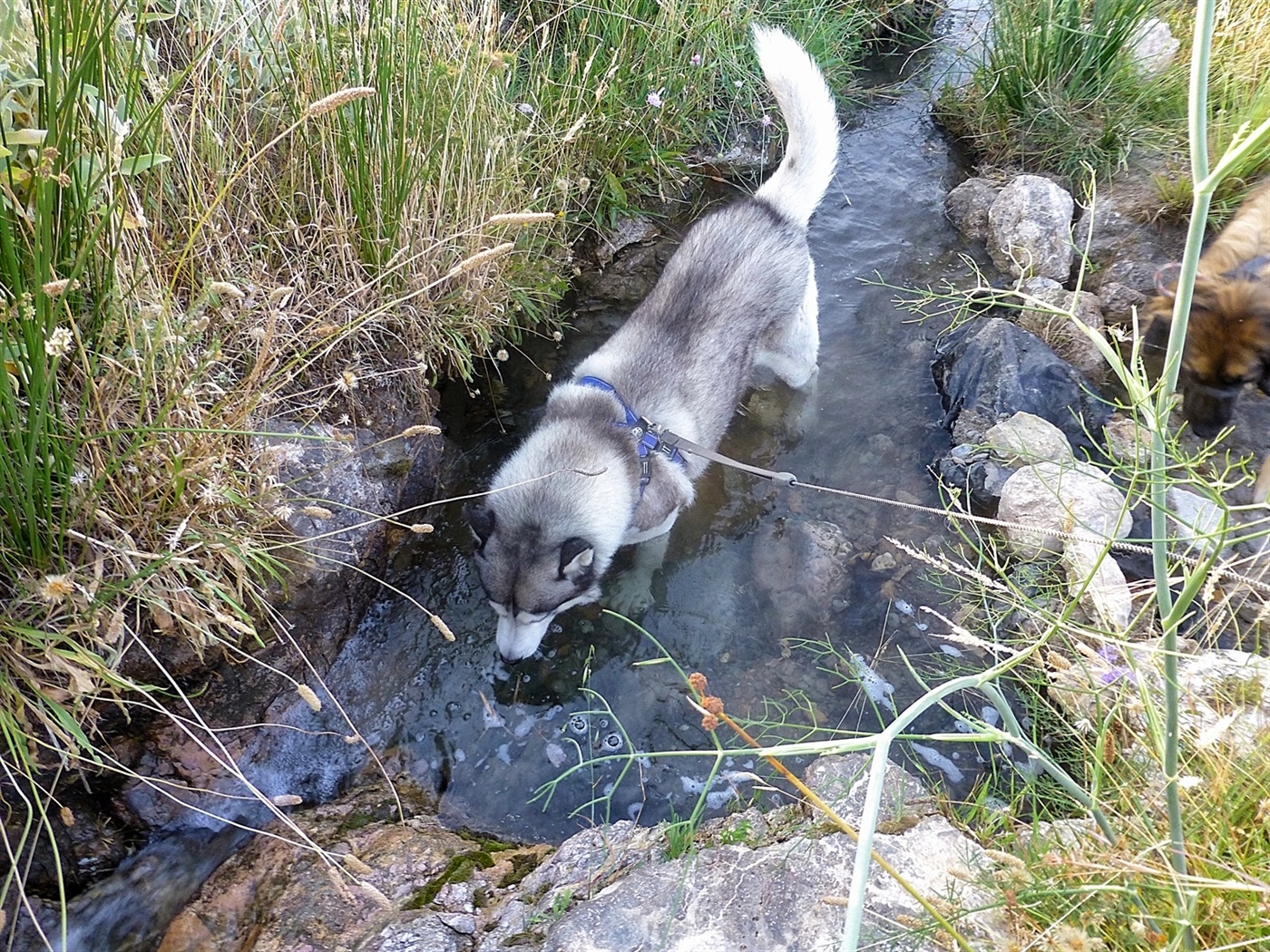 Taking a cooling dip