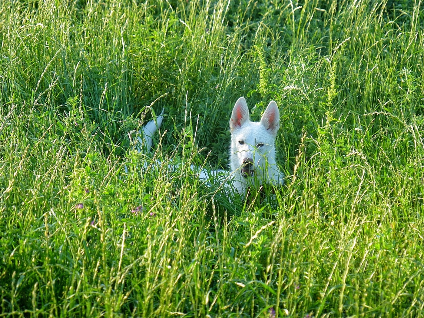 Having fun in the grass