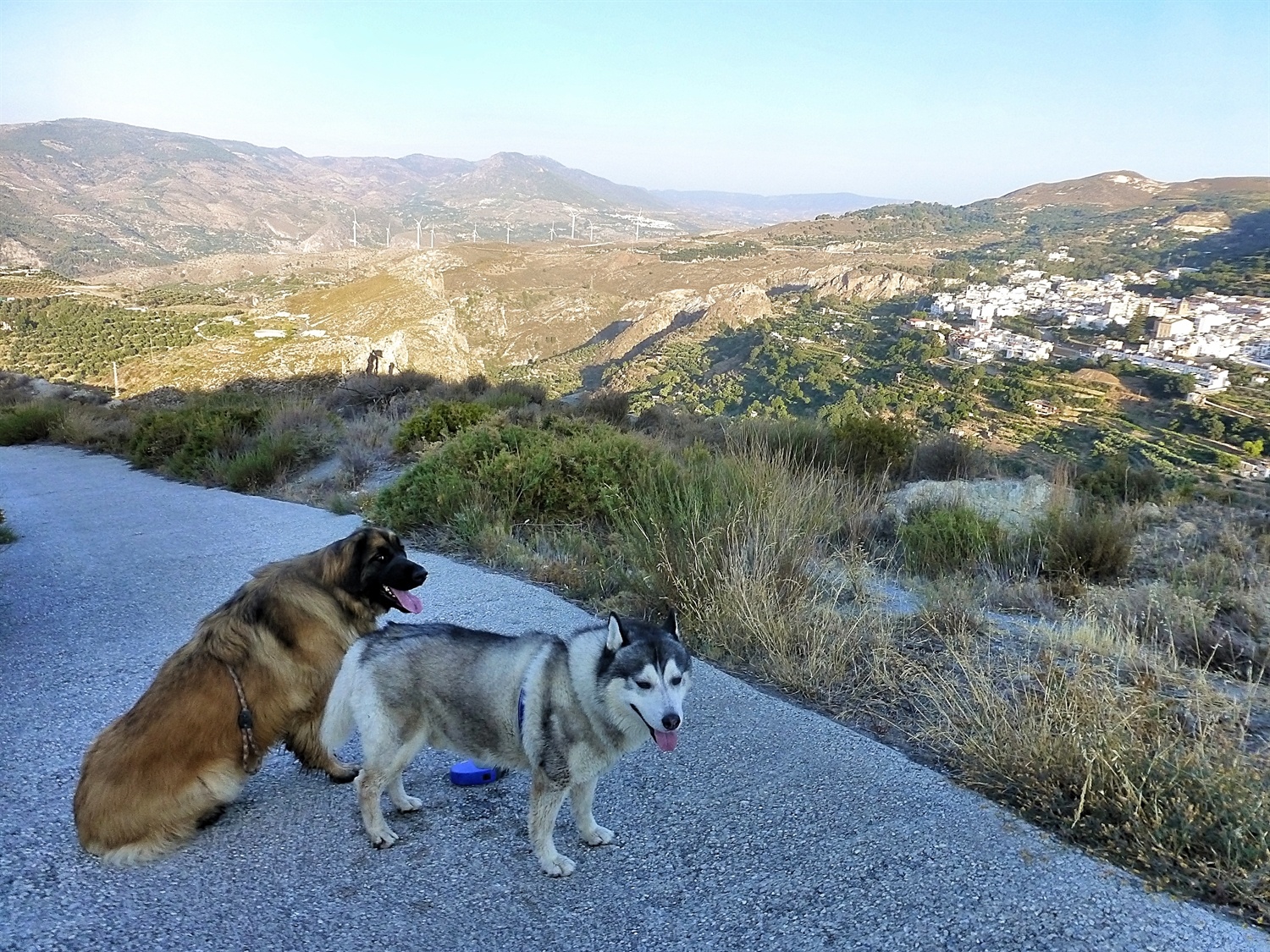 Look at Kyras face, she thinks she is in trouble. All hu'mum wanted her to do was sit while she walk a little away to take a picture. This is why there are so few pictures of her when only hu'mum around. Kyra likes to be behind