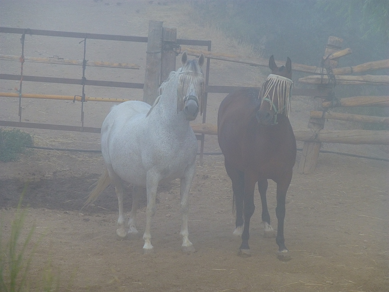 Horses in the mist
