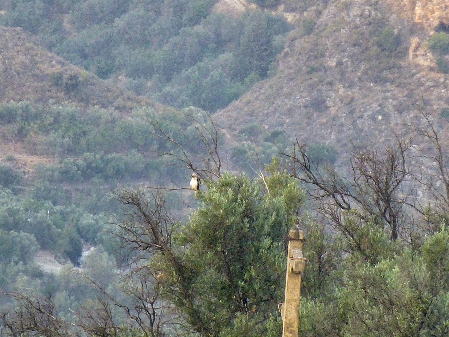 Hu'mums Booted Eagle has taken residence in his favourite tree