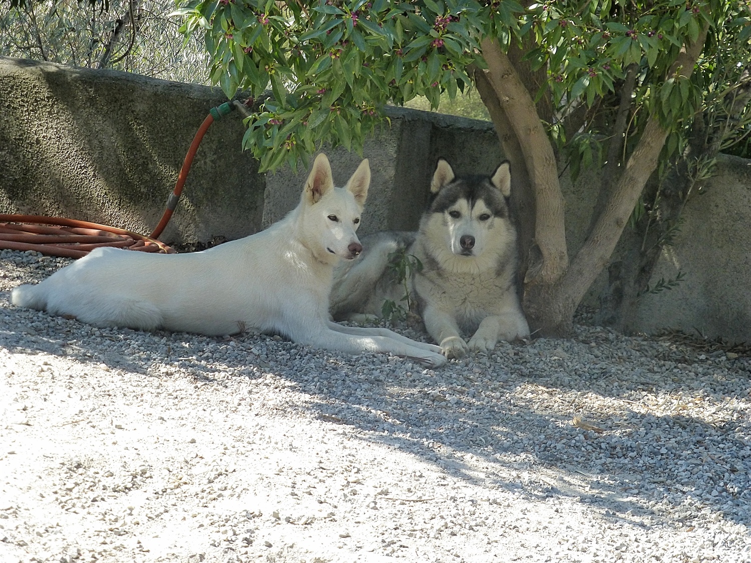 Hanging out in the shade