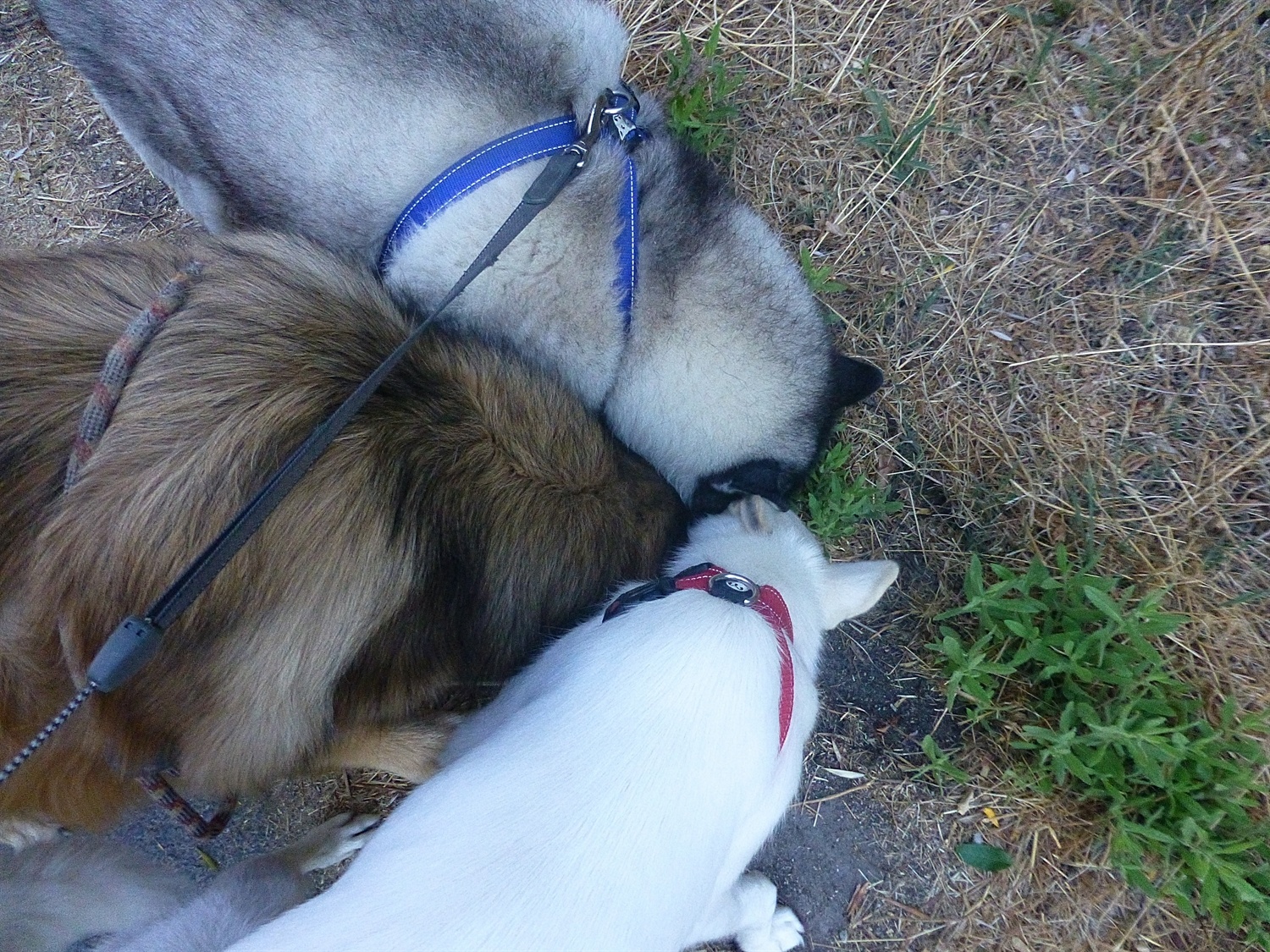 Group sniff