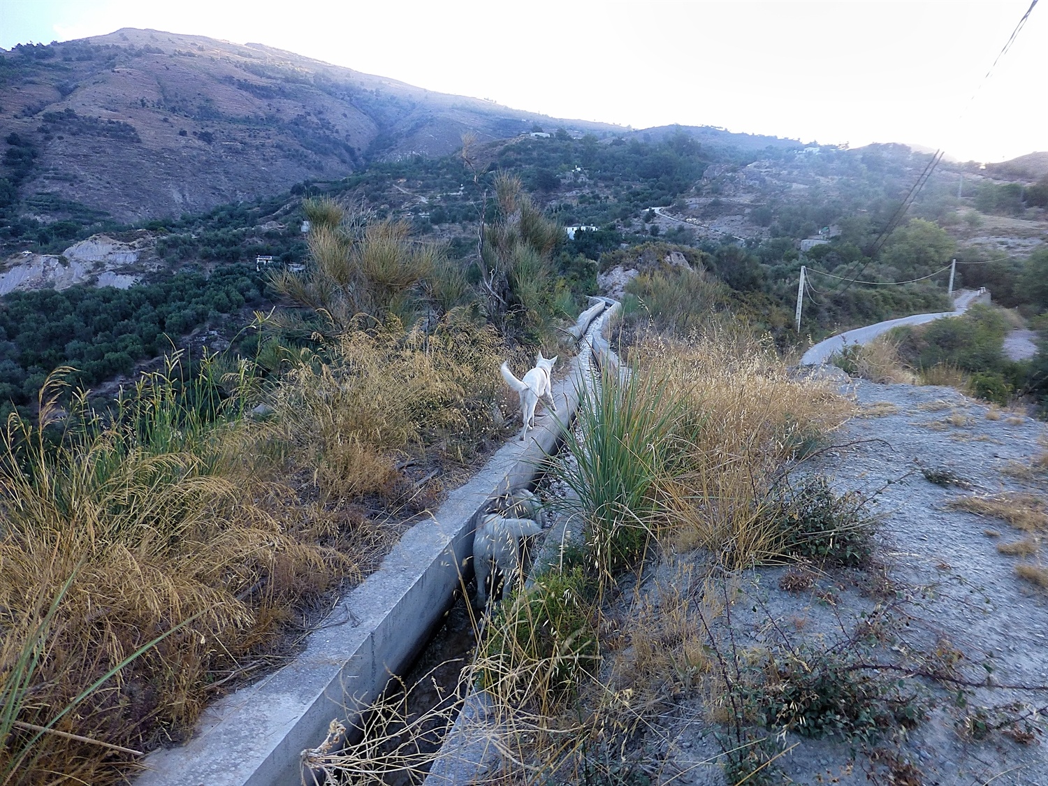 Trying to take hu'mum across the bridge along the acequia BOL