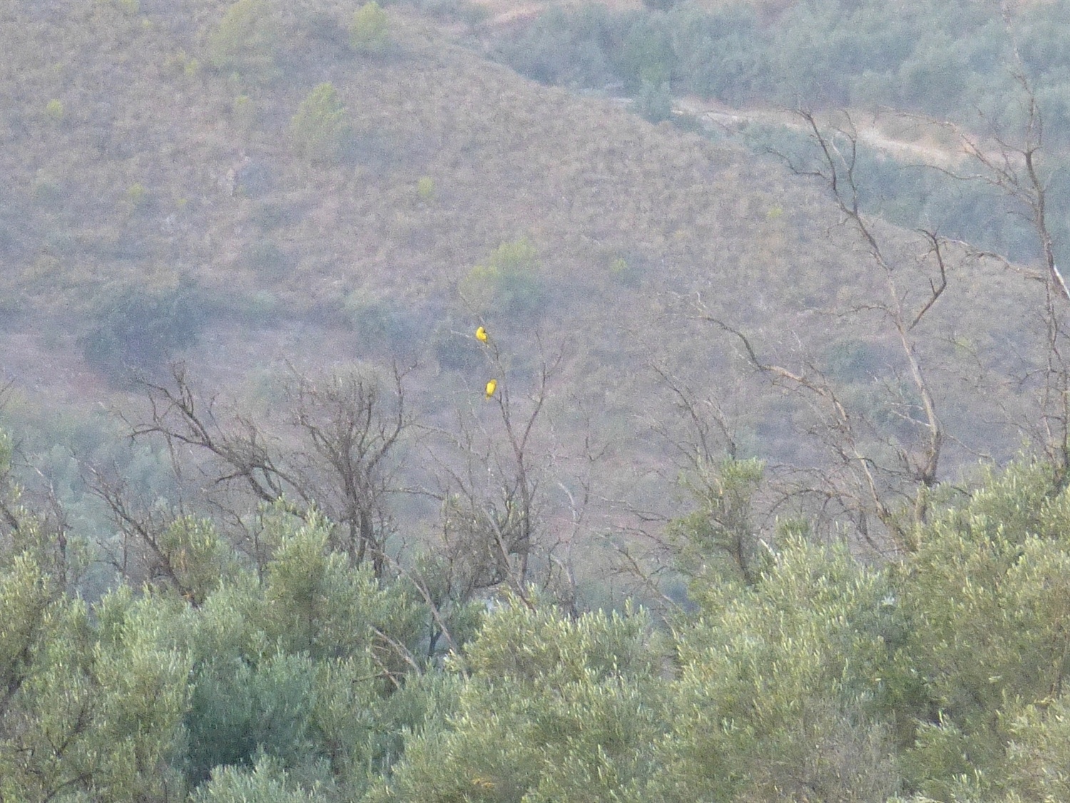 Hu'mum calls these flying bananas!! They are actually Golden Orioles, very shy and hard to photograph.