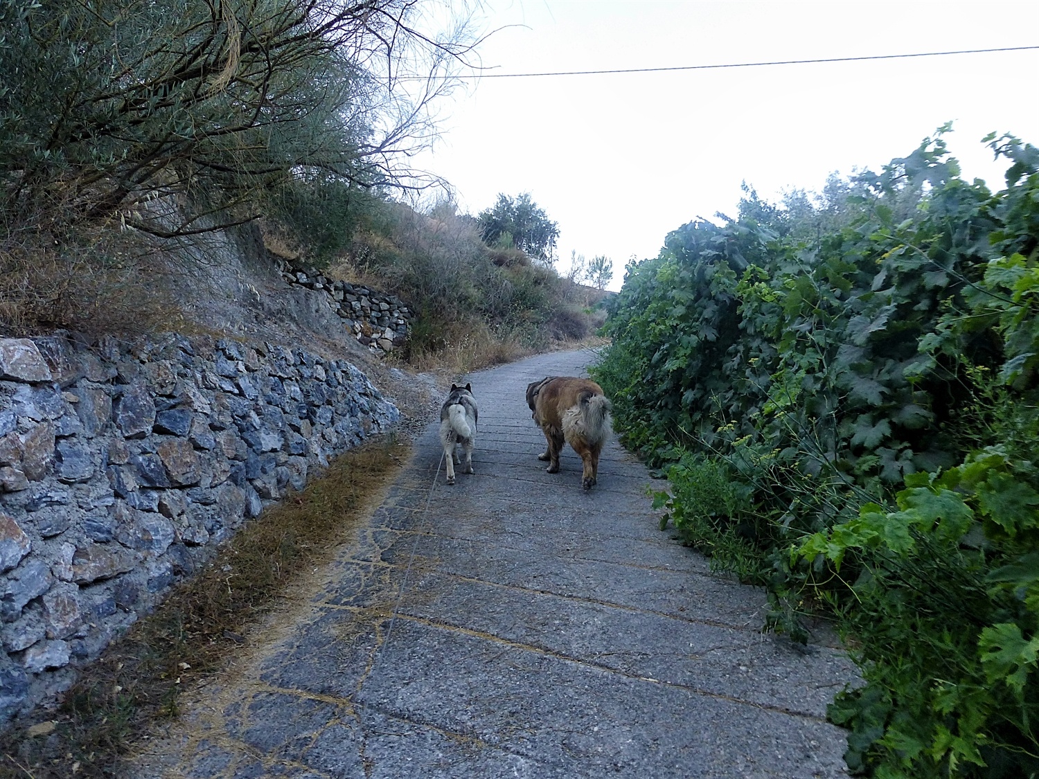 The steep drive to the house