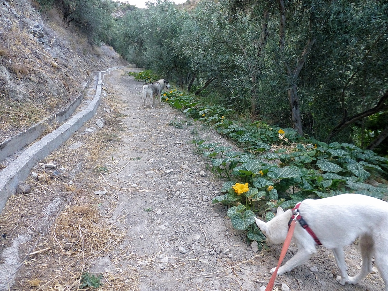 Heading up our land among the pumpkin