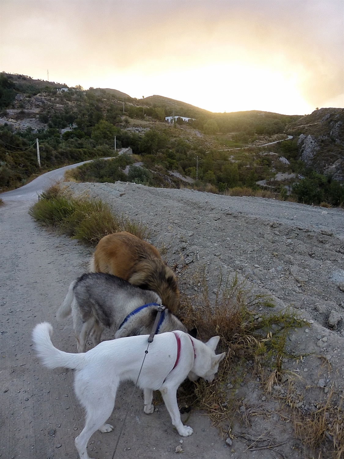 Absolutely no interest in the sunrise, there was something great to sniff here
