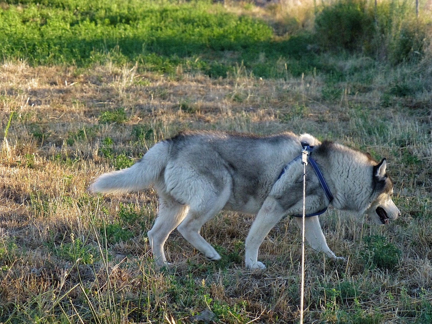 Investigating