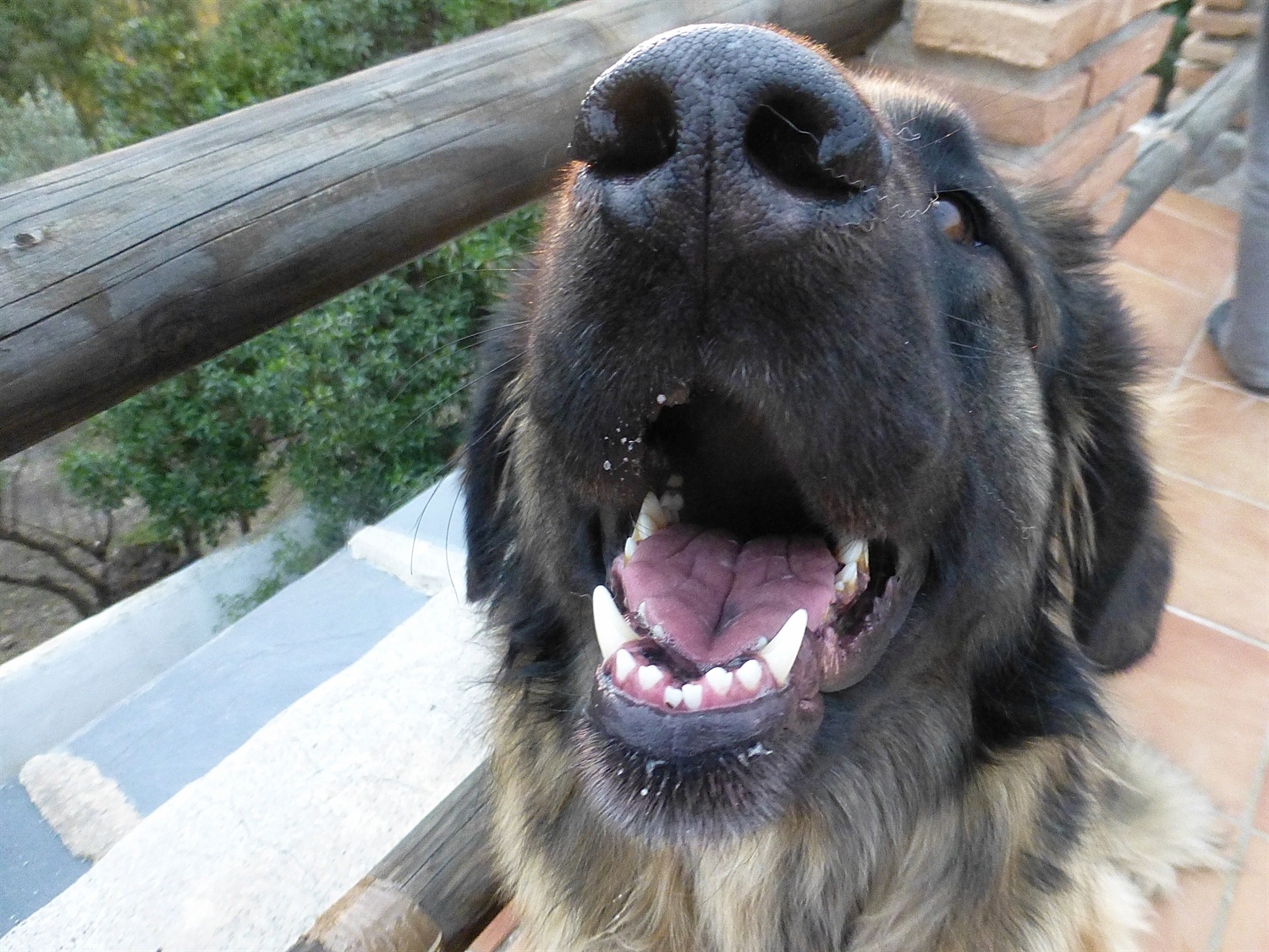 how's this hu'mum, fluff on my snooter, drool on my chin and oh look you can almost see what I had for dinner