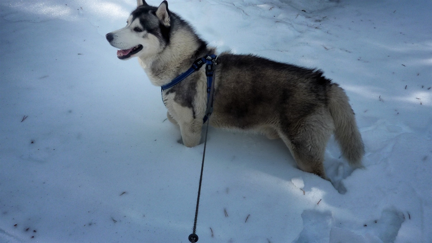 Oooo patch of deep snow