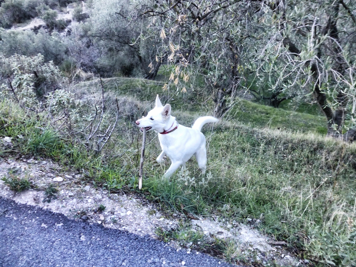 Rita and a stick