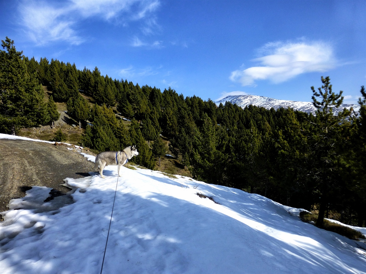 I know there is something in the forest, I checked out the fresh footprints in the snow of wild boar