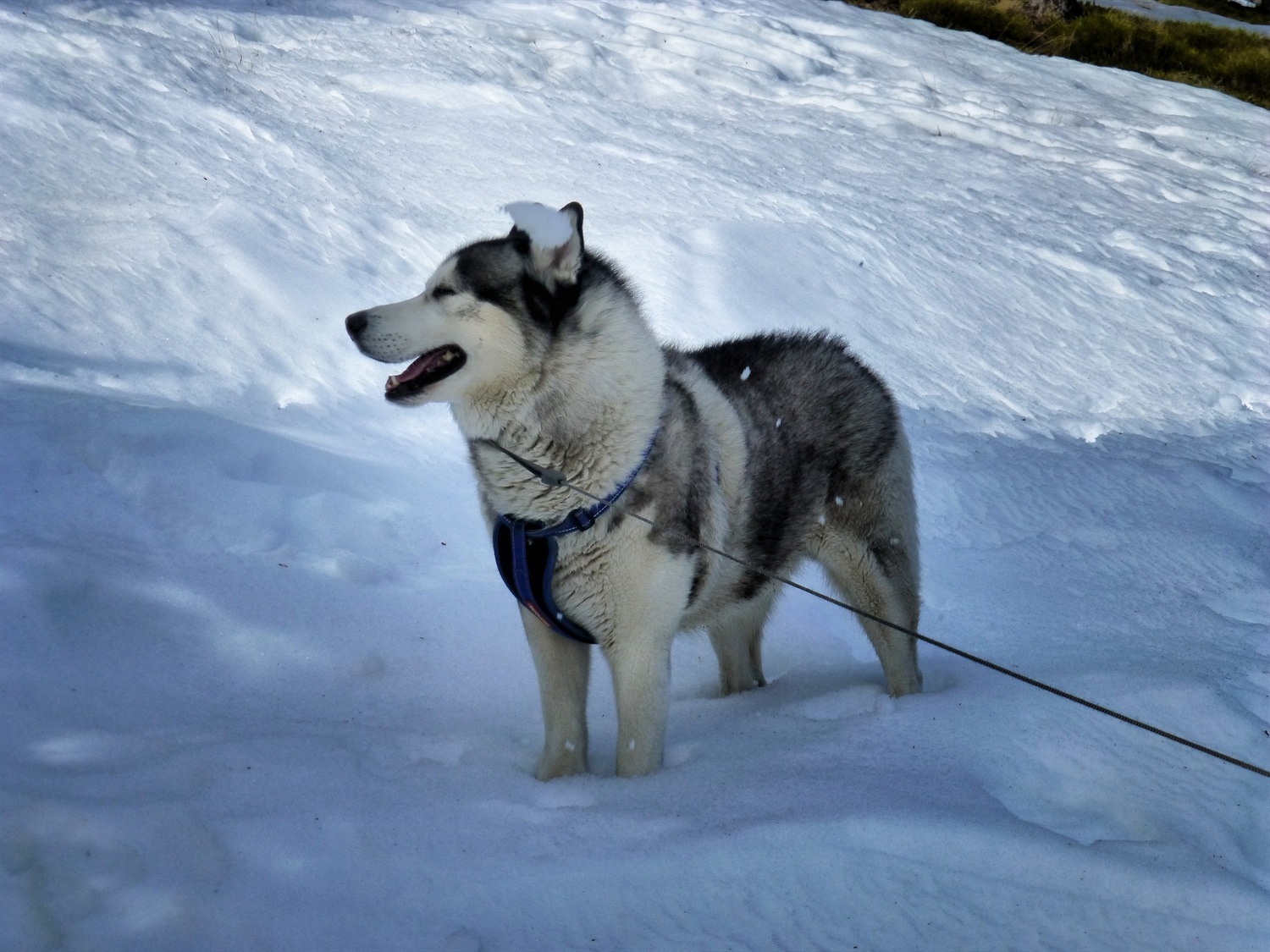 No I don't want to play with snowballs