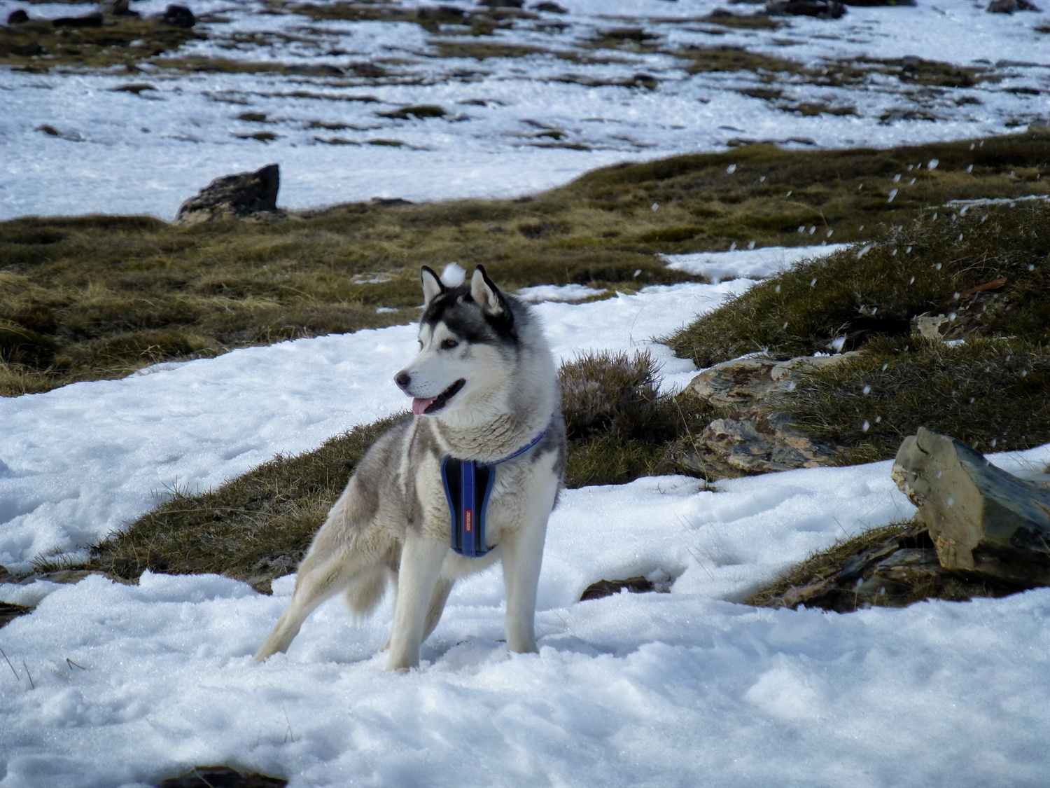I was concentrating so hard I didn't see the snowball coming