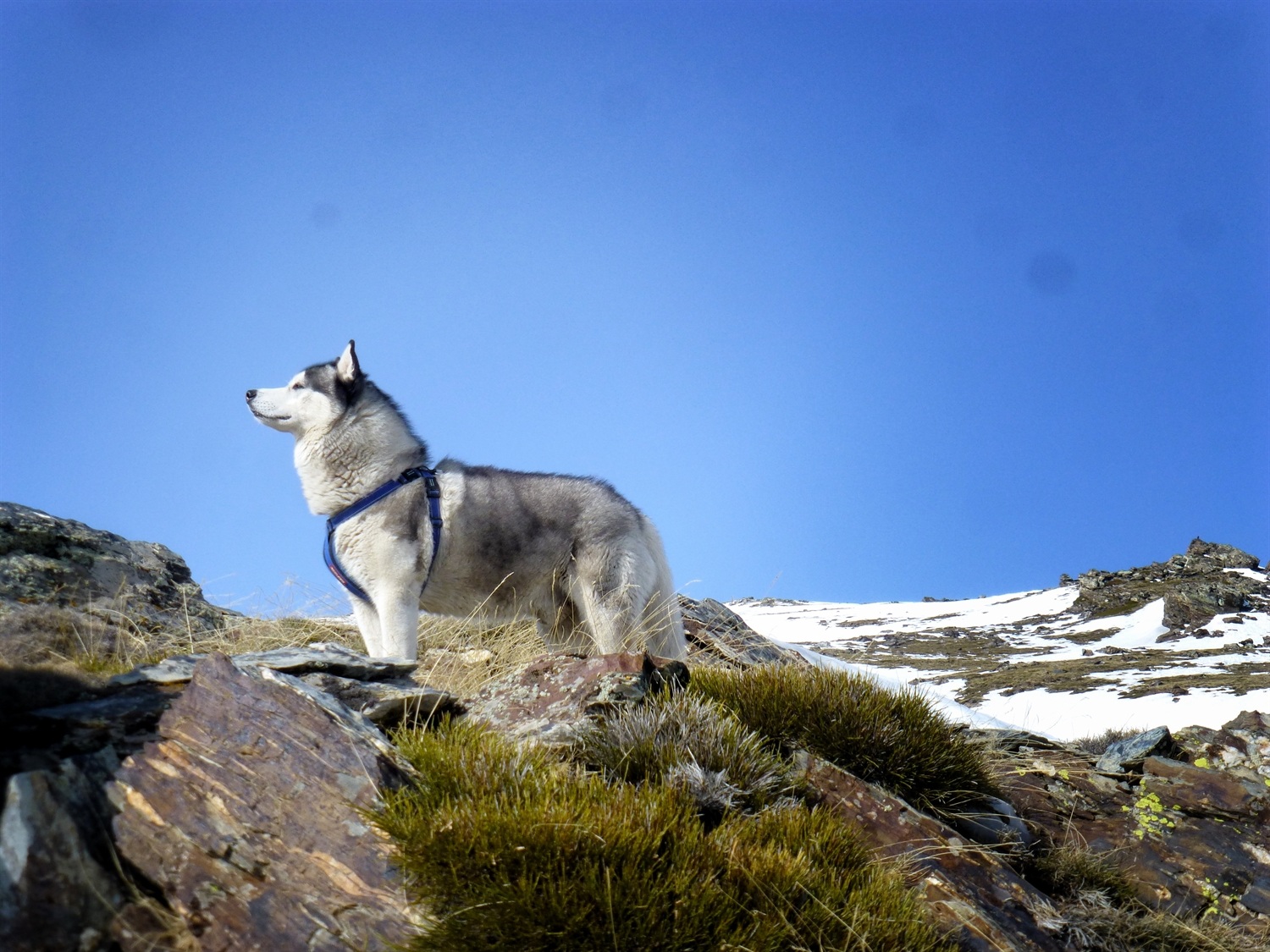 Because we were out of the forest I was allowed off lead. I reckon those Ibex must be around here somewhere