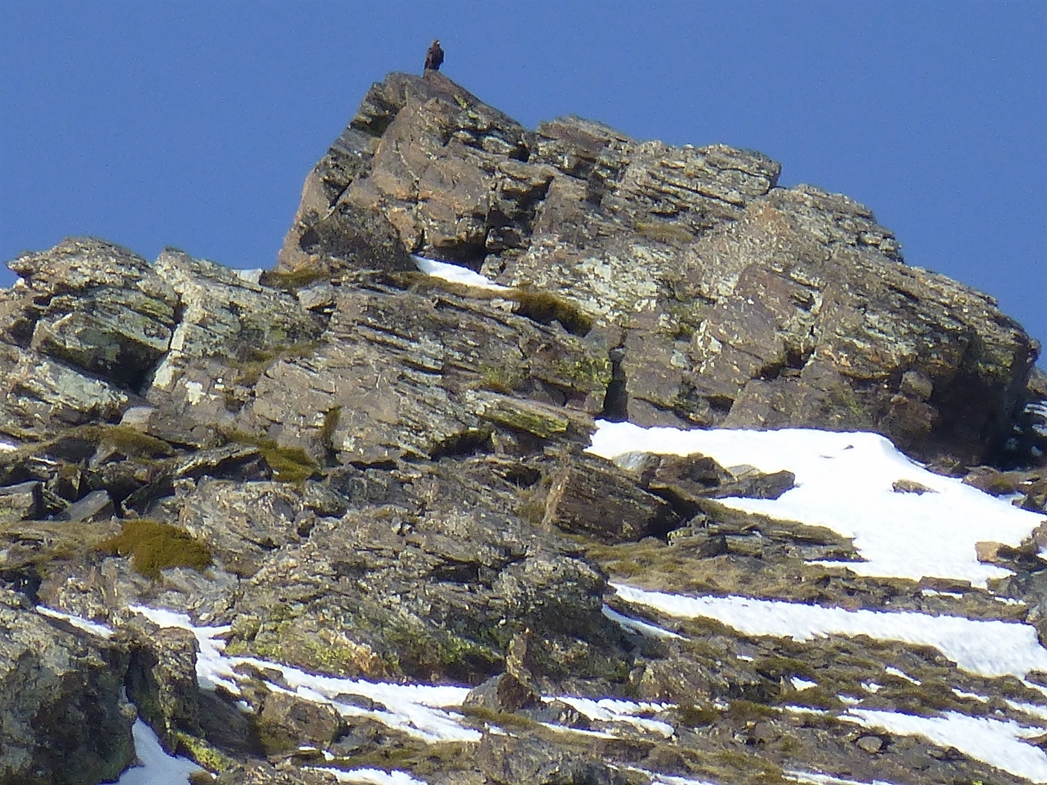 And then we saw the Golden Eagle still sat on the rock. Hu'mum wished she had the big camera and lens with her