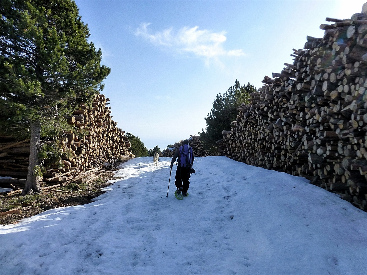 Wow look at all these logs they didn’t manage to collect before the snows came. We could make a cabin.