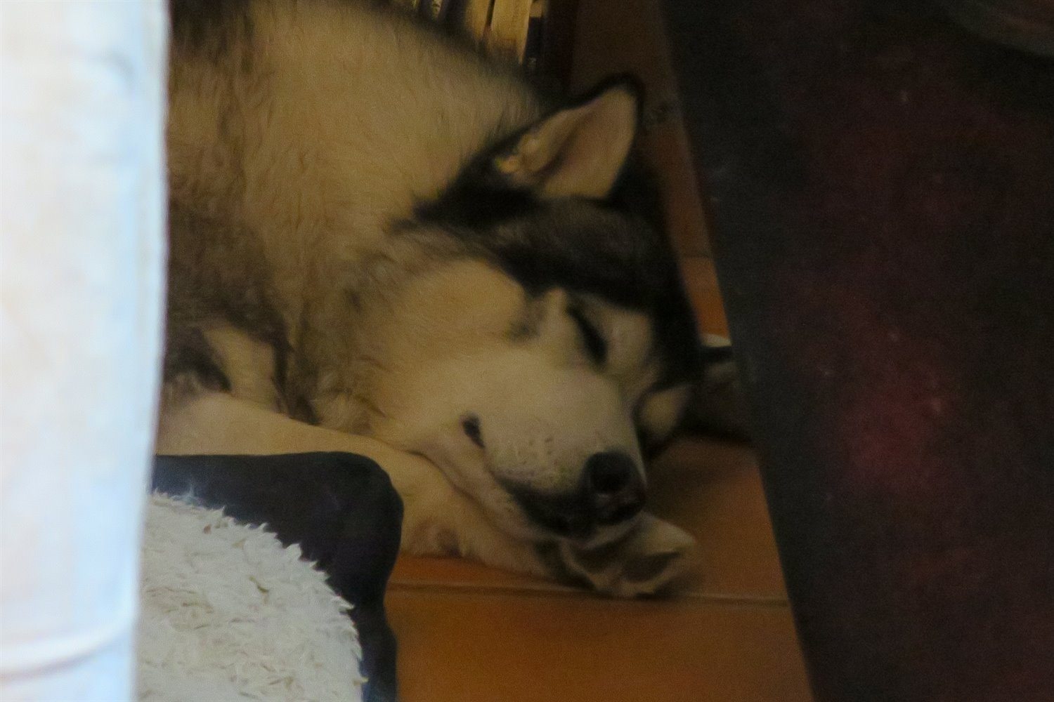 Khumbu snoozing. Hu'mum couldn't work out how to get the flash on the camera. She now knows!