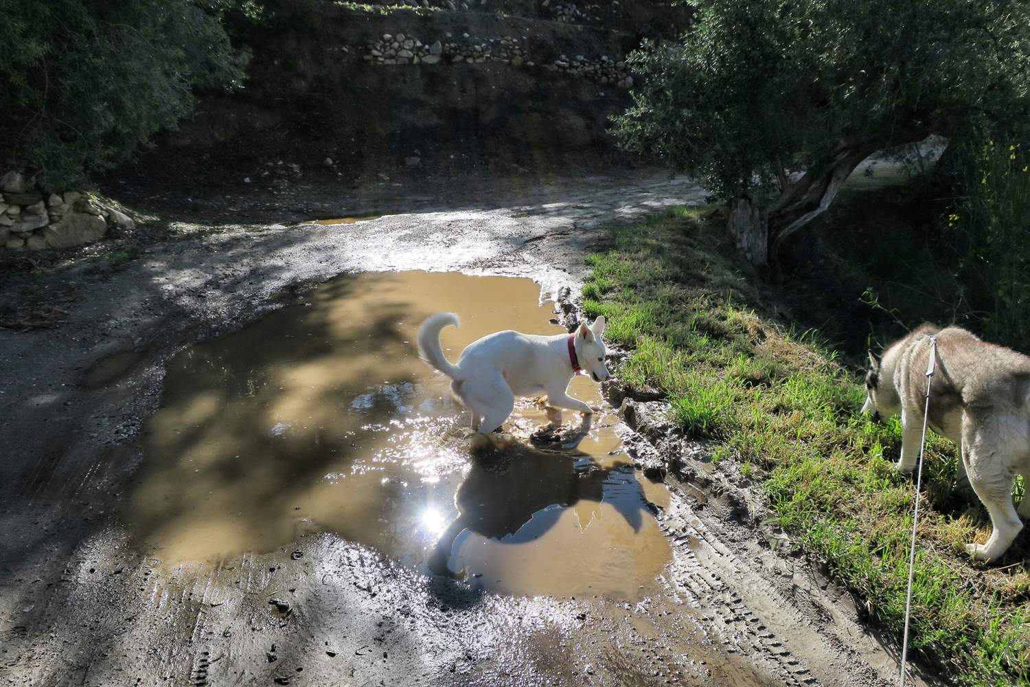 Rita playing in the muddy puddle while Khumbu eats grass