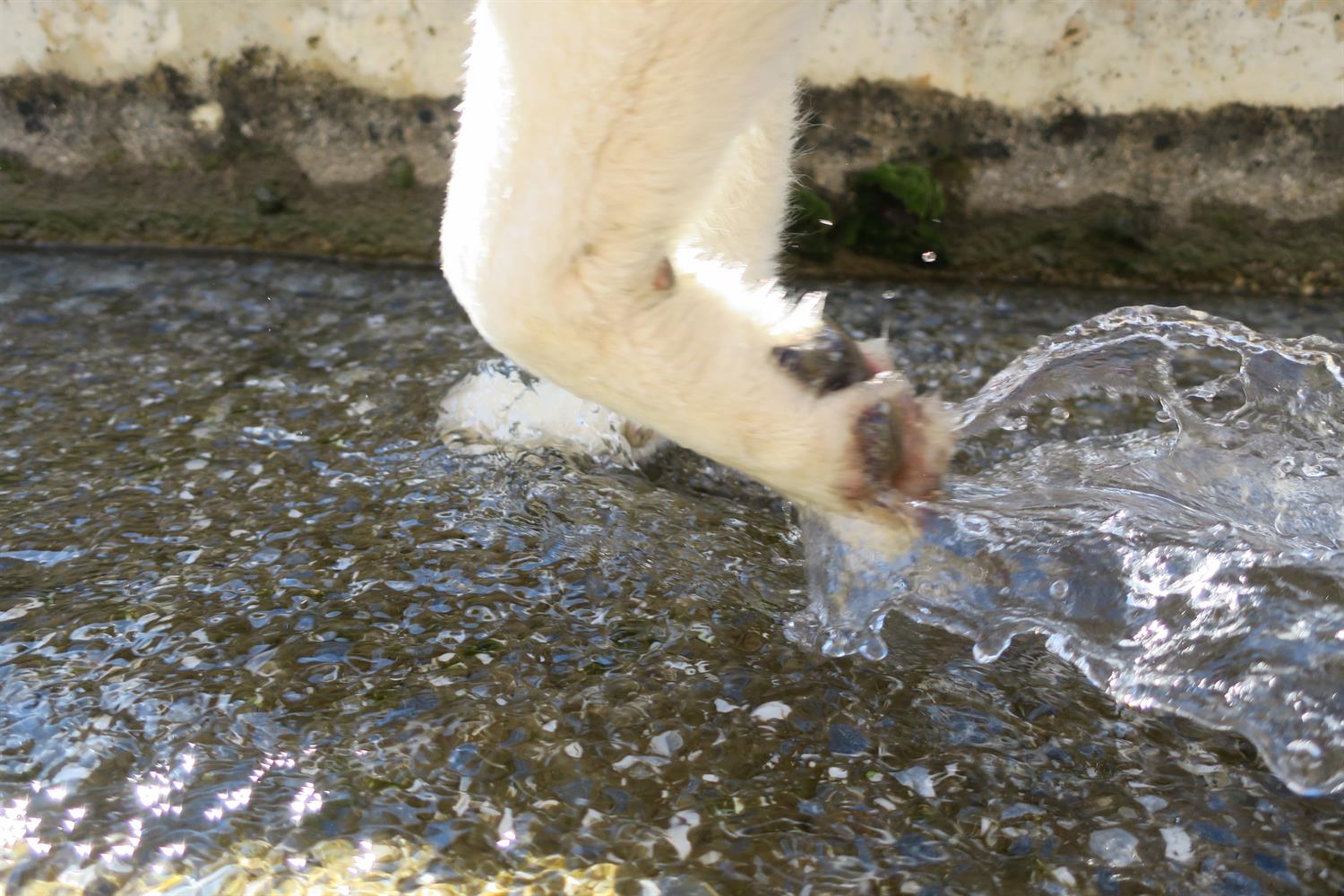 Khumbus feety feet in the water