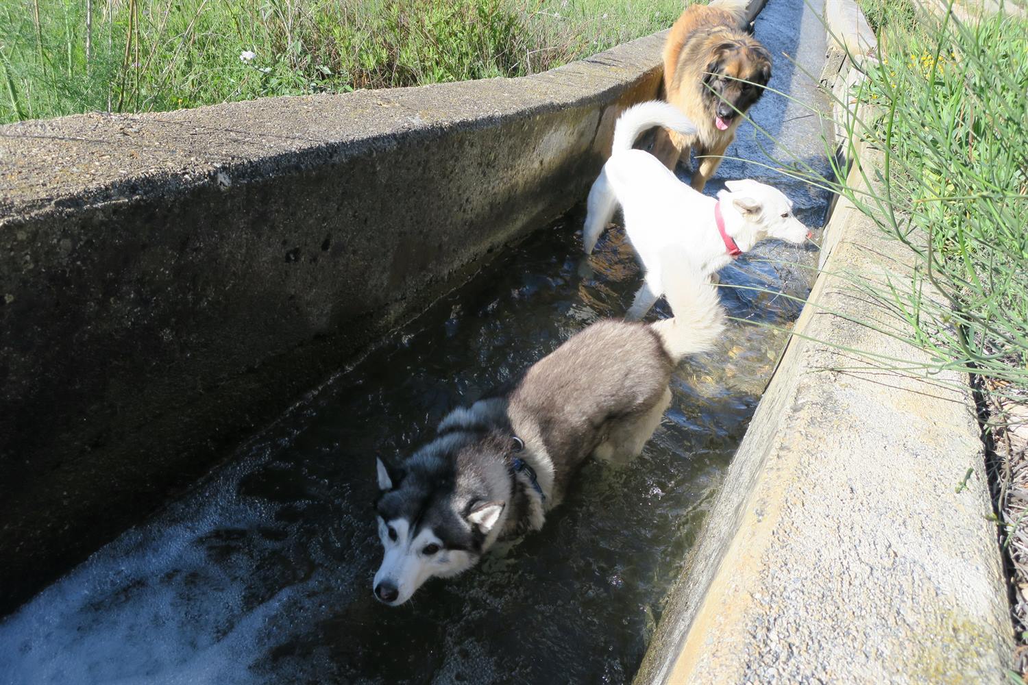 A rare shot of the 3 of us in the water. Khumbu likes the deeper water where he can get his chest wet
