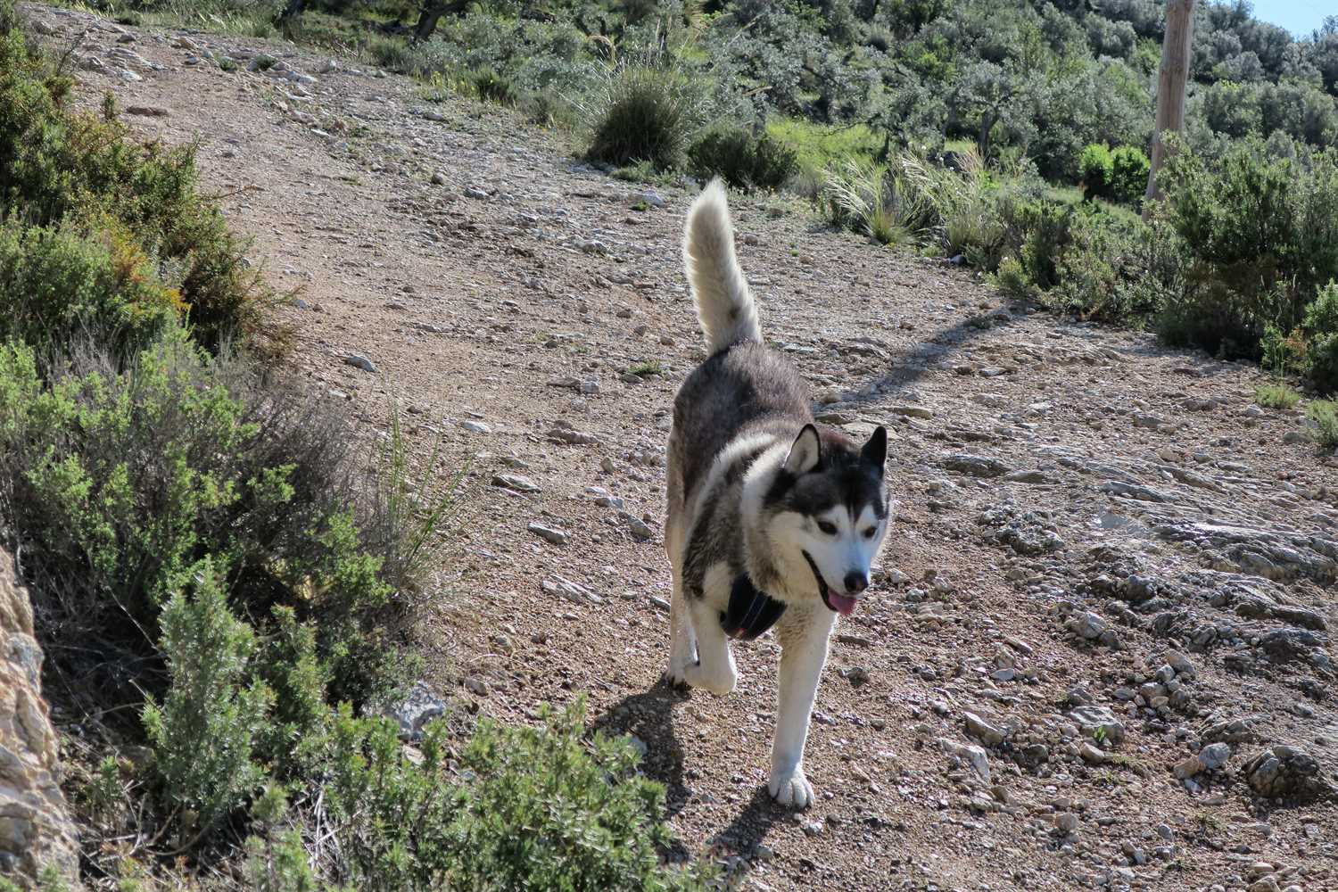 Khumbu enjoyed some off lead time
