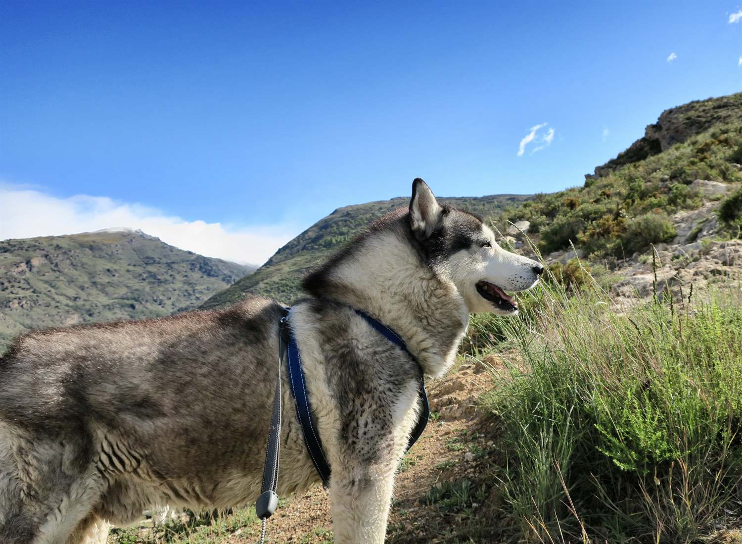 Khumbu striking a pose. Yep there is snow on the hill behind