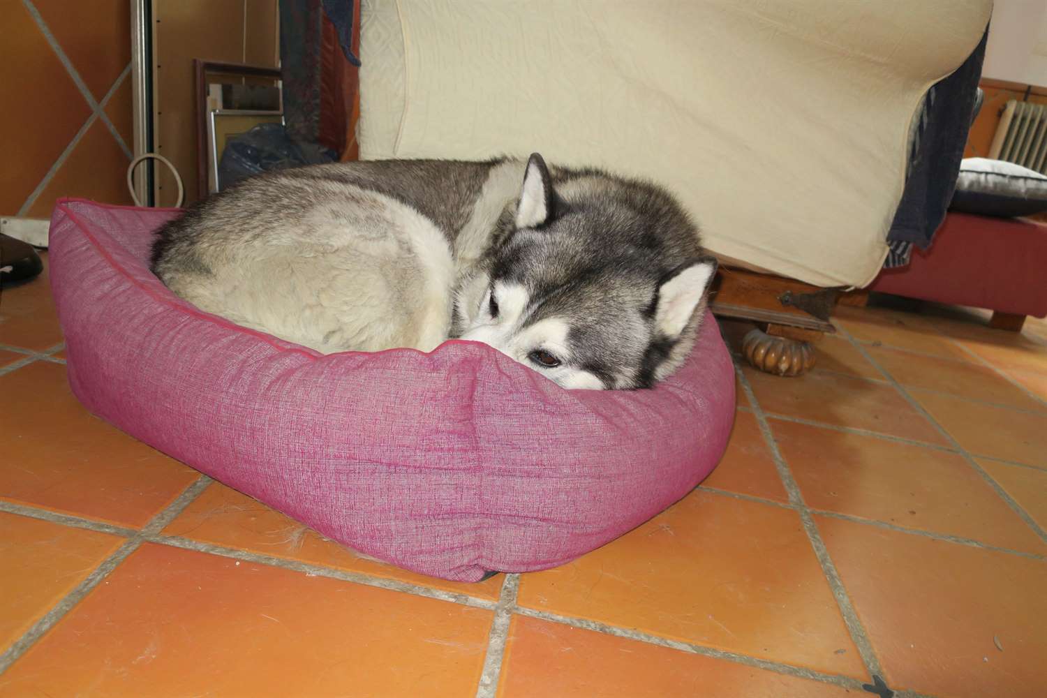 Khumbu seems to enjoy squeezing in to Rita's bed
