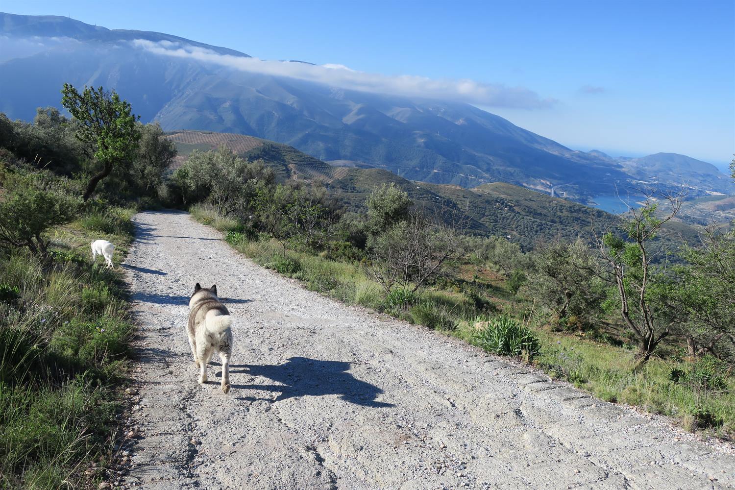 Heading down to our barky dog friends