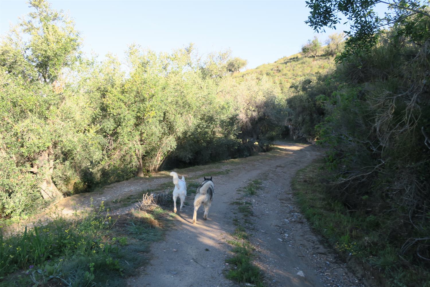 Now we are off to see the goat herders dogs