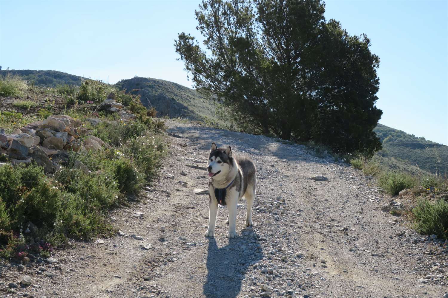 Watching the kestrel, just after this photo he ran off after it BOL