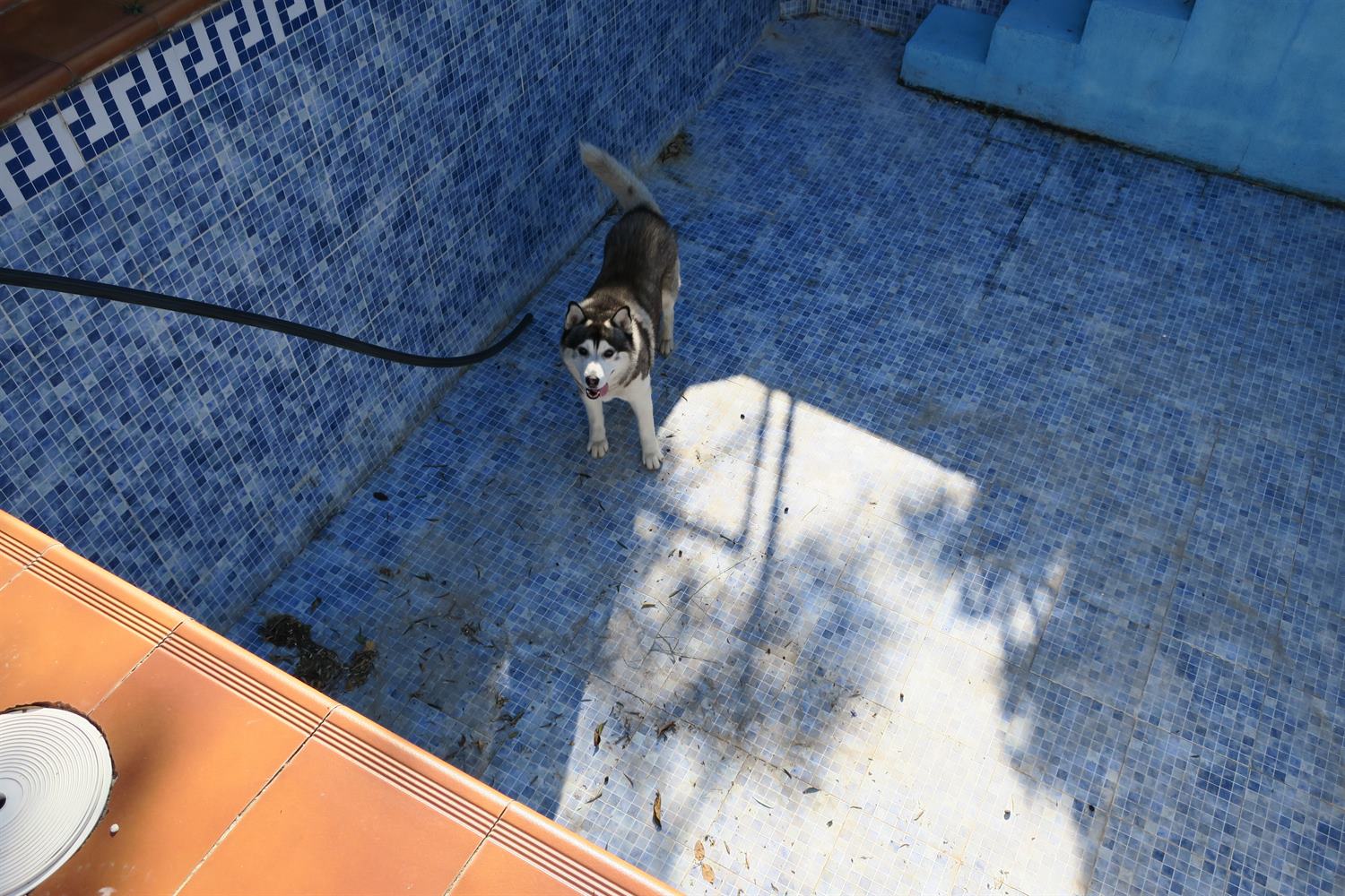 You said to go for a swim, so I went into the pool! I'ts empty and dirty!