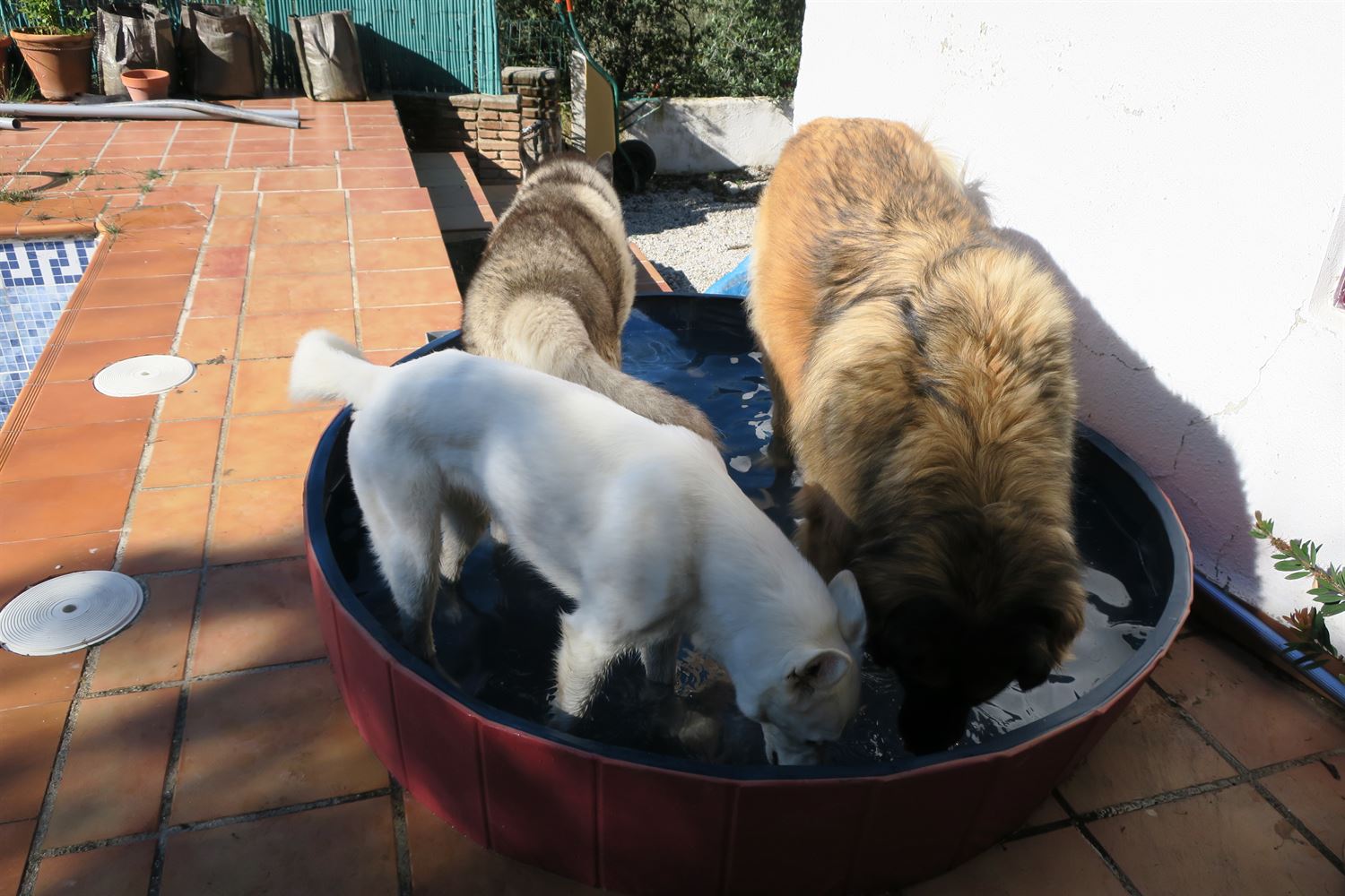 Oh this is the pool you mean, we need a bigger one for the 3 of us