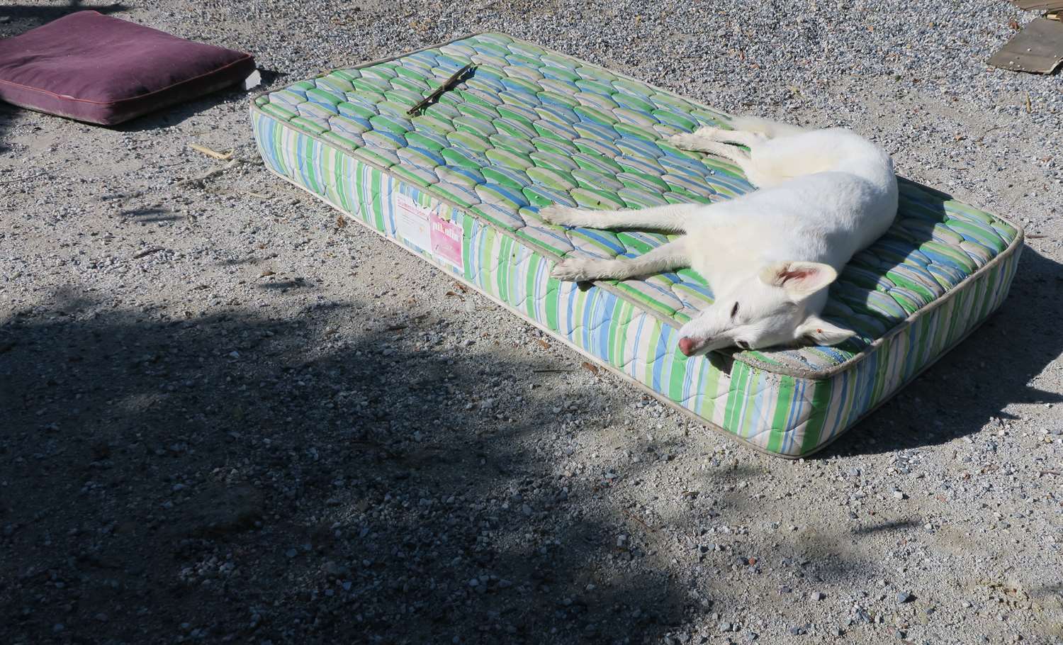 Rita drying out on the old mattress