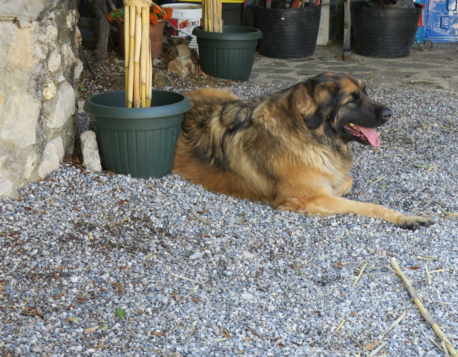 Kyra cooling down in the shade