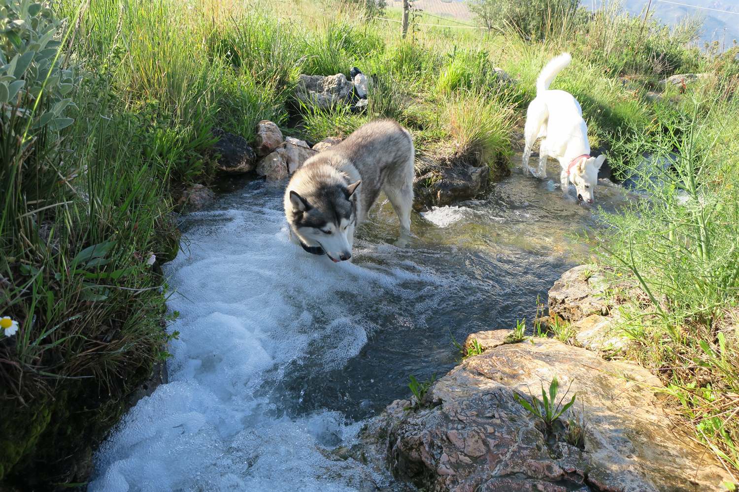 2nd water stop. Rita eating water