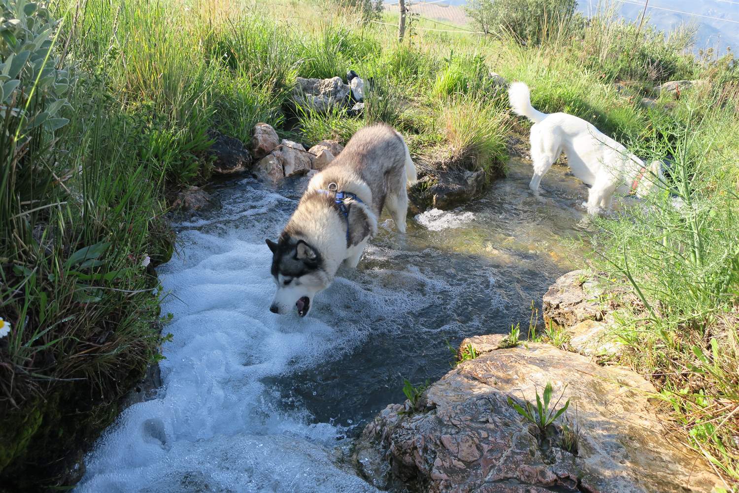 Khumbu eating bubbles