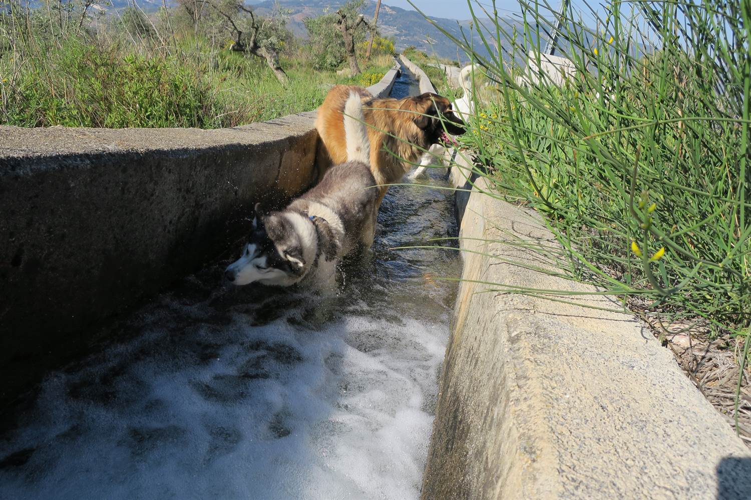 Khumbu shaking the water off and Rita just joining the party