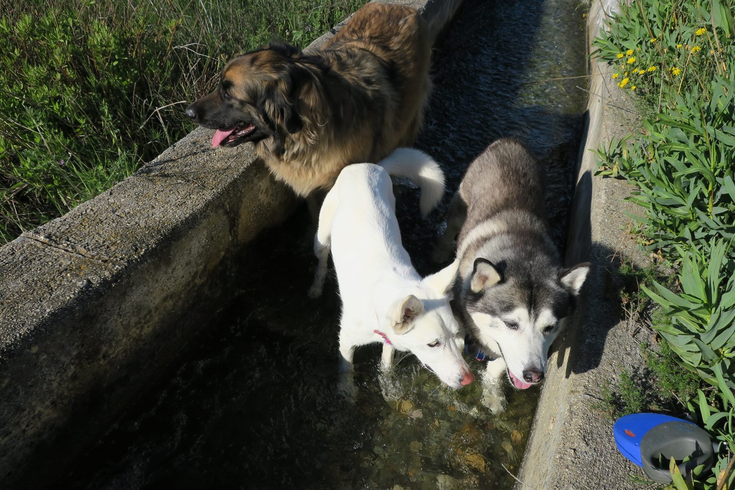 The three of us again. A certain two know where the treats were