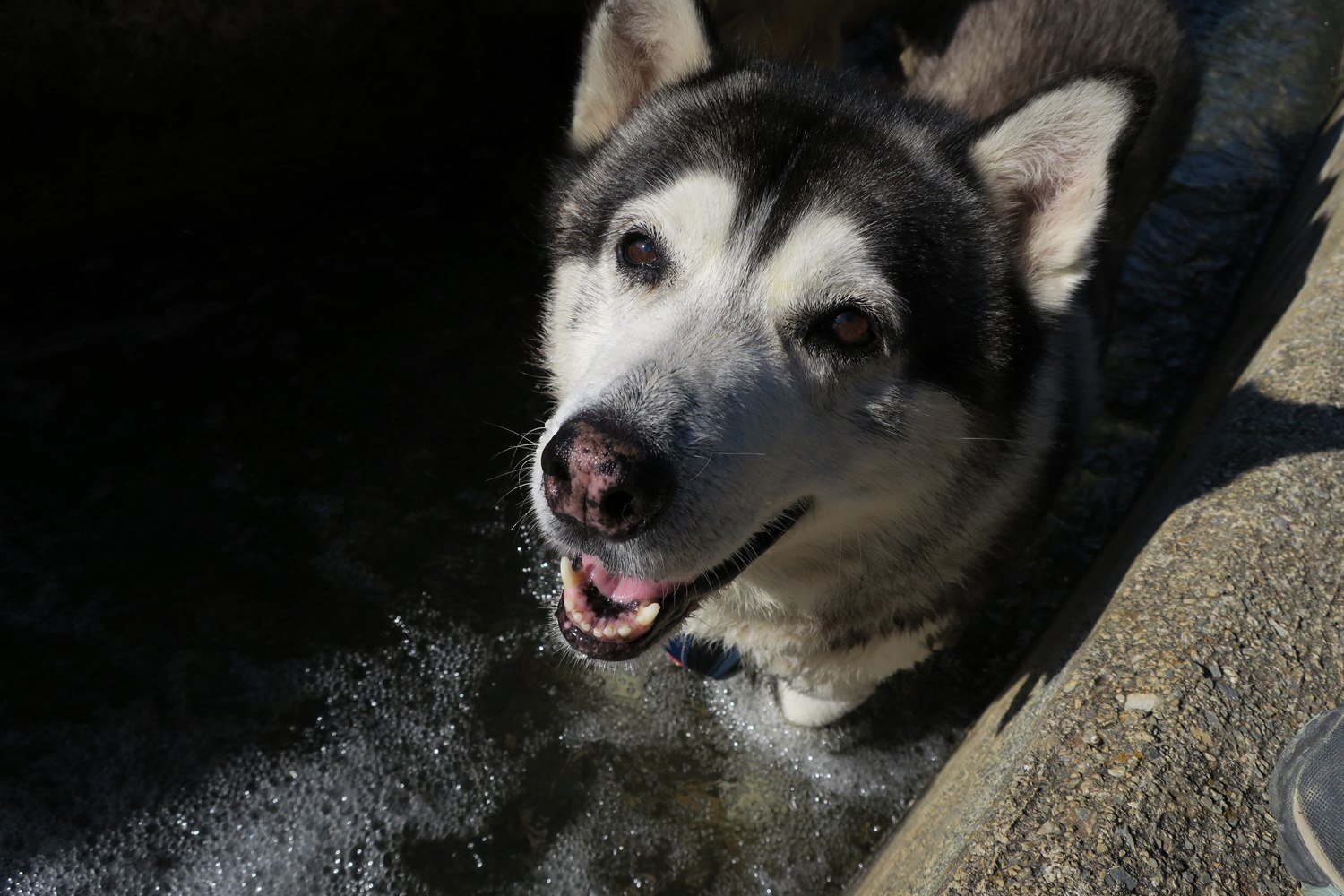 I love this water hu'mum and I love you. Oh you have a treat in your hand!