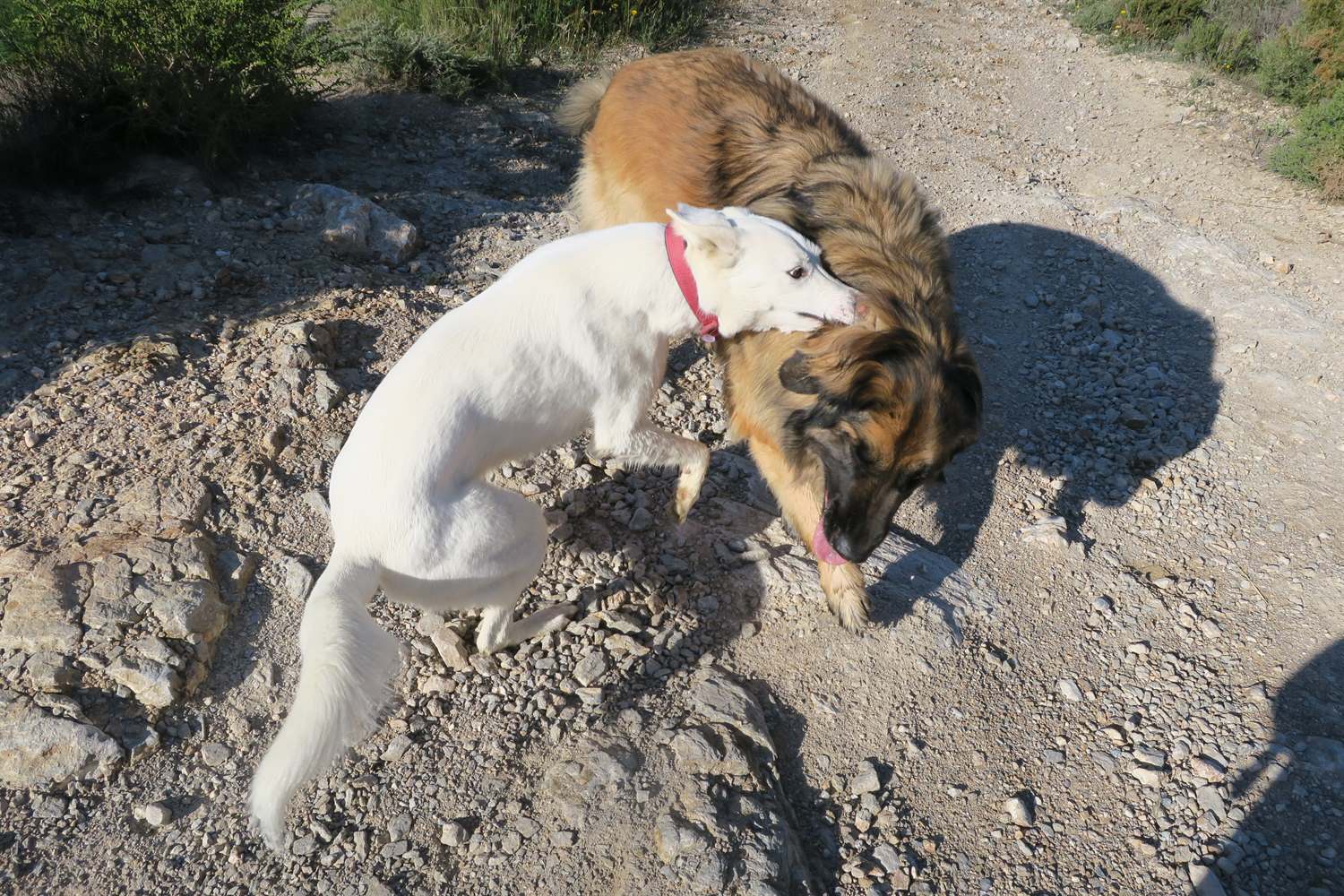 Kyra wondering why this annoying white dog keeps getting her