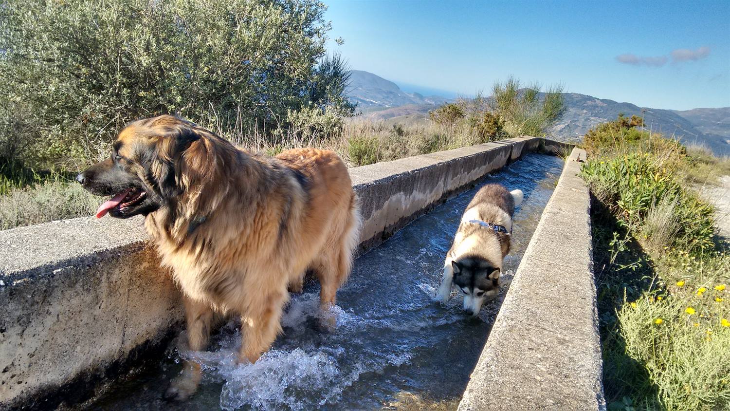 Cooling down in the water, again. The battery on the camera died, so hu'mum had to finish off using her mobile.