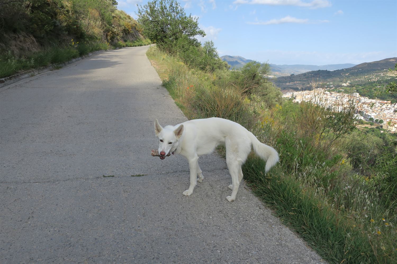 Rita found a bone