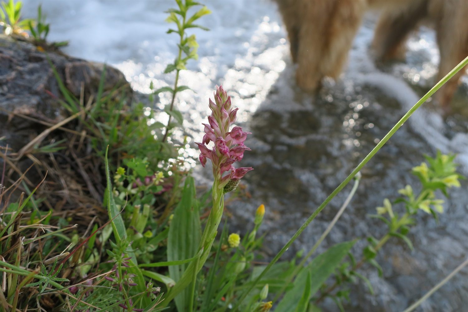 Hu'mum found another orchid, Kyra photobombed this one